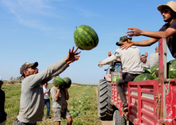 8 Nisan 2026 Güncel Karpuz Fiyatları!