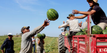 8 Nisan 2026 Güncel Karpuz Fiyatları!