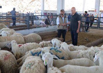 Nisan 2026 Kurbanlık Fiyatları ve Kesim Ücretleri Belli Oldu!