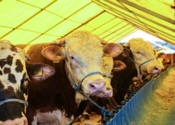 Kurbanlık Fiyatlarına Zam Geldi: İşte Güncel Fiyatlar!