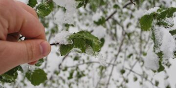 Meteorolojiden Zirai Don Uyarısı: Nisan Ayında Kara Kış Geliyor!